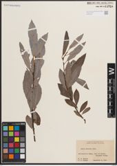 Foto von Salix discolor Muhl.